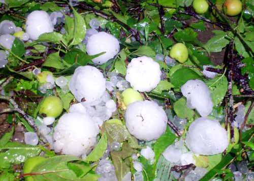 Cục mưa đá có kích thước lớn hơn quả táo rơi xuống tàn phá các huyện Mường Khương, Si Ma Cai, Bắc Hà của tỉnh Lào Cai - Ảnh: Tùng Lâm
